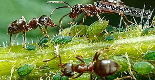 Les Insectes Ont-Ils Bon Goût Lorsque Vous Mourez De Faim?