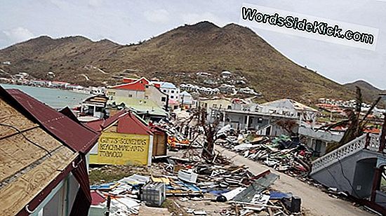 L'Ouragan Irma Siphonne L'Eau Du Rivage Et Les Deux Lamantins