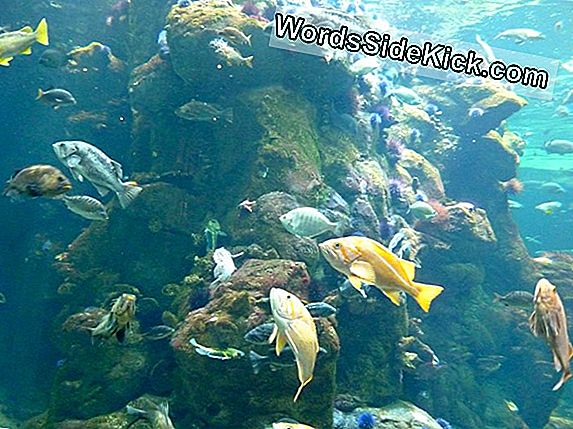 Une Famille Trouve Des Méduses Gluantes Sur La Nz Beach. Et Cela Ressemble À Un Moule Jell-O.