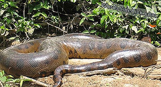 Comment Un Python A Mangé Une Femme Entière Et Laissé À Peine Une Trace De L'Attaque Féroce