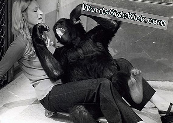 Koko, Le Gorille Qui Utilisait La Langue Des Signes, Est Mort À 46 Ans