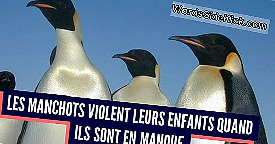 Top 10 Des Échangistes Du Règne Animal