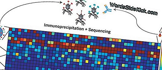 Les Virus Géants Inventent Des Gènes Partagés Par L'Absence De Vie Sur Terre