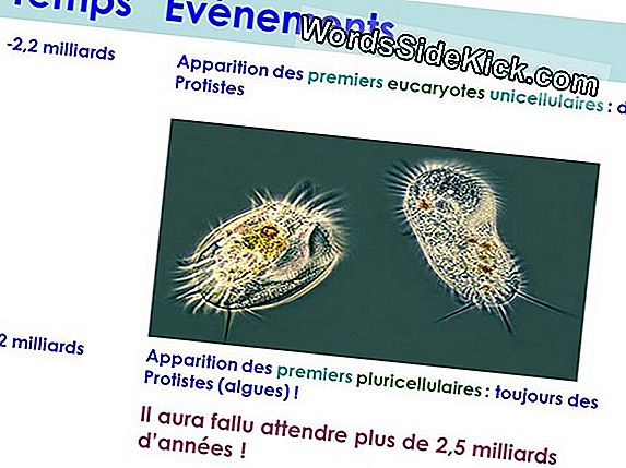 Cellules Procaryotes Et Cellules Eucaryotes: Quelle Est La Différence?