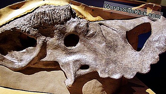 Fosil Dinosaura 'Longhorn' Otkriven U Utahu