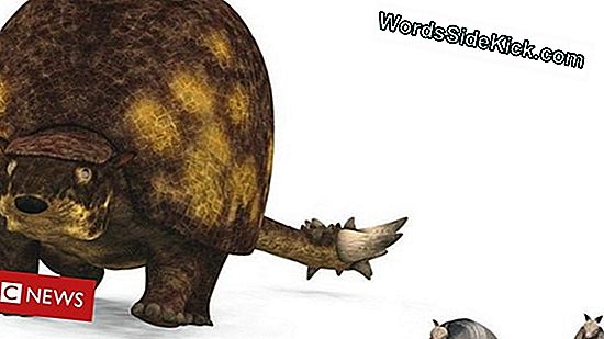 Giant Armadillos Tworzą Domy Dla Innych Zwierząt