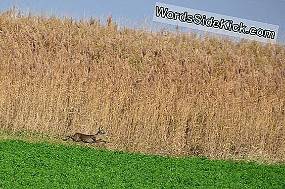 Zmija U Travi! Ogromni Python Everglades Pokazuje Invazivno Pitanje