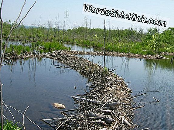 Beaver Dams Povećava Populaciju Songbird-A