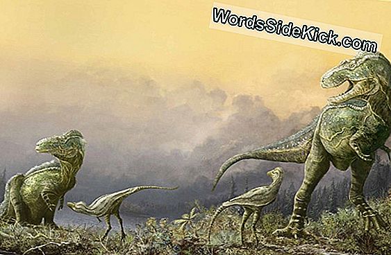 'Shaggy' Tyrannosaur Tagad Ir Pasaules Lielākais Spalvu Zvērs