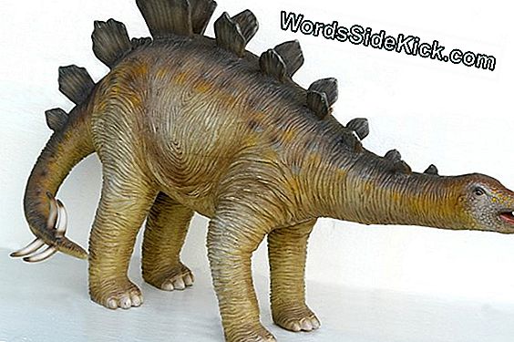 Stegosaurus: Plăci De Os Și Creier Minuscul