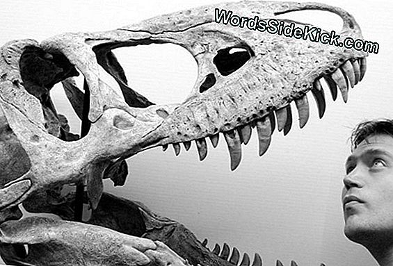 Fotografije: Ptice Koje Su Nastale Iz Dinosaura, Izložbe Muzejskih Izložbi