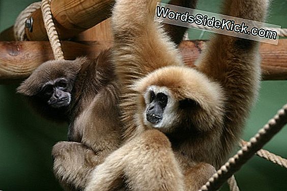 Životinje U Zoološkom Vrtu Suočavaju Se Sa Starošću I Bolešću: Galerija