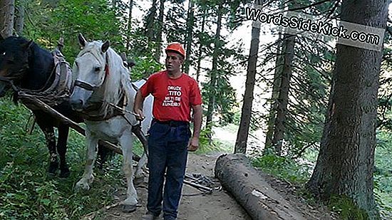 Konji Su Imali Stomatološke Obveze U Mongoliji Više Od 3000 Godina