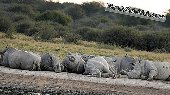 A Crash Of Rhinos: ดูทั้ง 5 สายพันธุ์