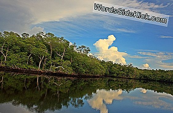 Florida Everglades: Urmați „River Of Grass” (Fotografii)