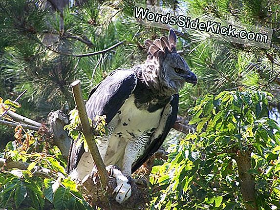 A Gondolat Extinct, Harpy Eagles Található Belize