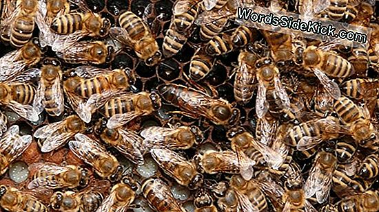 Méhek Sóérzékelő Lábai Magyarázzák Az Úszómedence Rejtélyt