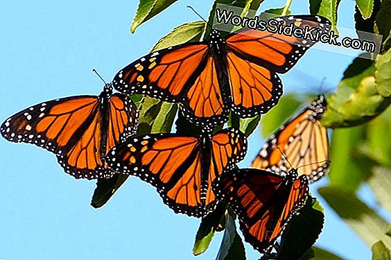 Monarchs Szembesülnek A Nehéz Téli Migrációs Úton