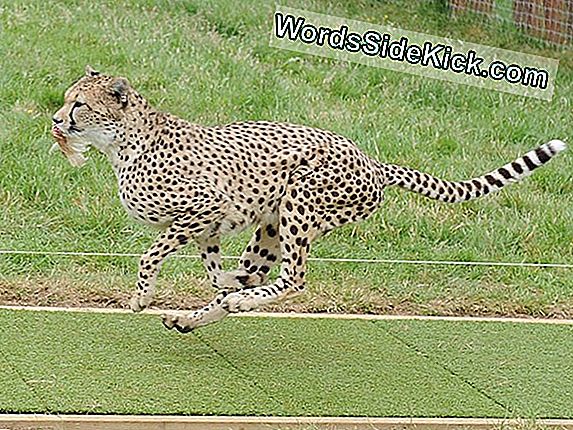 A Cheetahs Secret'S Speedy Stride Titka