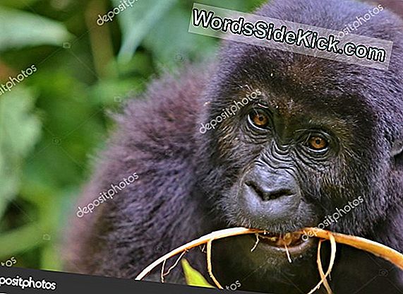 A Veszélyeztetett Gorilla Owes Sorsát Az Éghajlatváltozás És Az Emberek Számára