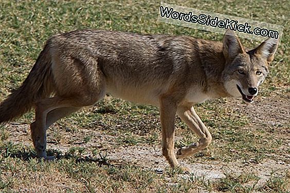 Mi Az A Coywolf?