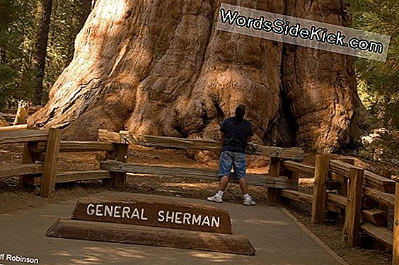 Land Of Giants: Sequoia És Kings Canyon Nemzeti Parkok