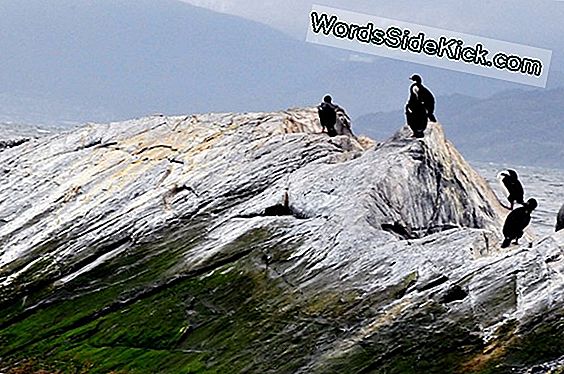 Isola Di Visita Fotografata Jaguar Nel Canale Di Panama