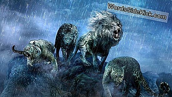 Evoluzione Di Un Predatore: Come I Felini Diventarono Carnivori - 2026 ...