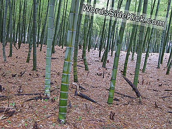 Come Le Foreste Di Bambù Svaniscono, I Pandani Possono Sopravvivere? (Op-Ed)