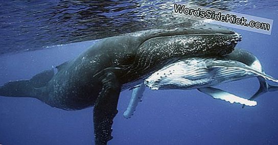 Squali Giganti E Squali Balena Non Sono Così Grandi Come Le Persone Pensano