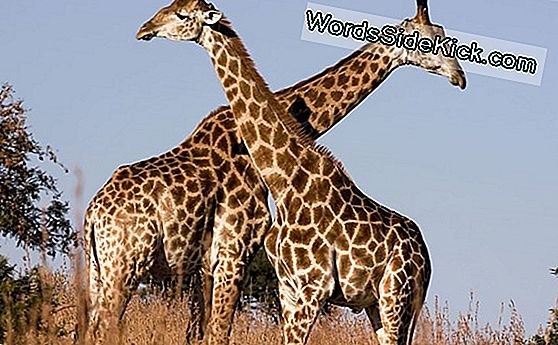 Come La Giraffa Ha Il Suo Collo Iconico