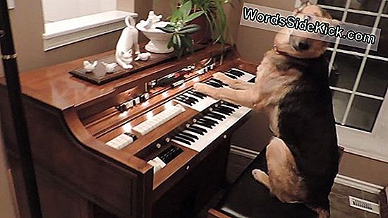 Dogs Play The Piano In New Video