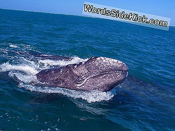 Balene Grigie Adattate Per Sopravvivere Ai Cambiamenti Climatici Del Passato