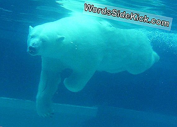 Polar Bears Zwemmen Honderden Mijlen In Één Keer