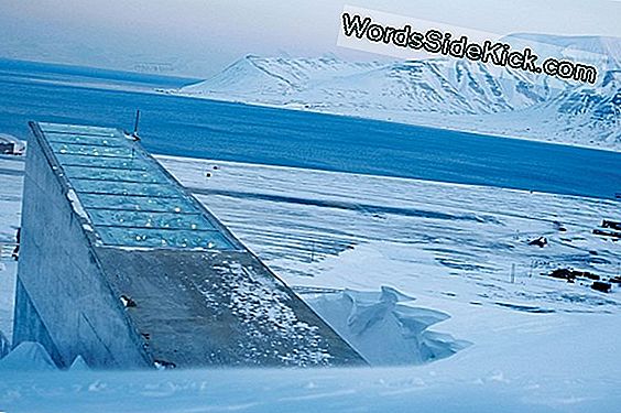 Il Compleanno Di Doomsday Seed Vault Porta 25.000 Regali