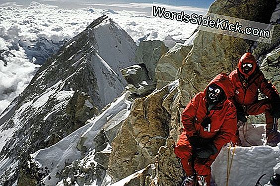 „Everest“ Ekspedicija Atranda Egzotiškas Rūšis