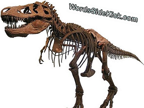 Tyrannosauro „Gaujos“ Terorizavo Senovės Peizažą