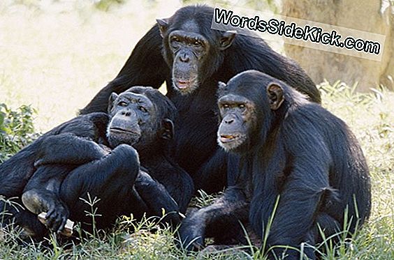 Šimpanzės Žudo, Žaloja Ir Kanibalizuoja Savo Grupės Narį