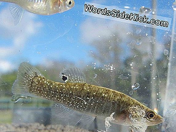 „Gulf Killifish Show“ Trūkumai Dėl Žalios Naftos Ekspozicijos