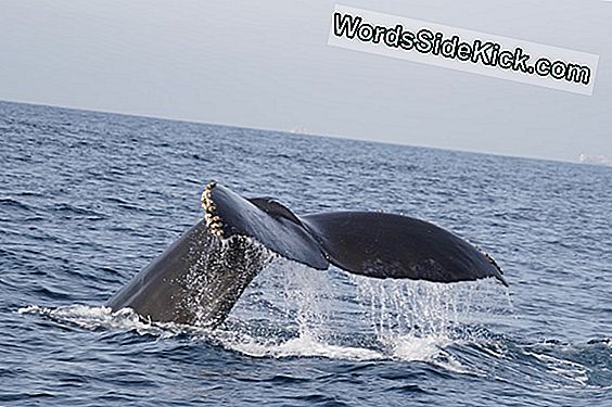 „Humpbacks“ Blokuoja „Killer Whale“ Maitinimo Nuojautą Laukiniame Vaizdo Įraše
