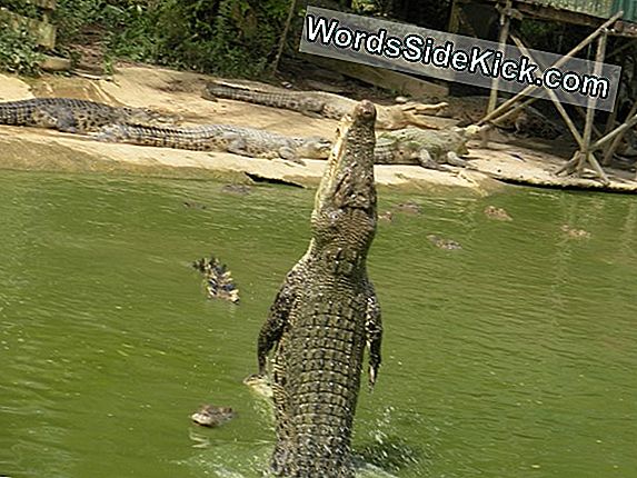 Krokodilai Veisiasi Šalia Atominės Elektrinės (Ne, Jie Nėra Radioaktyvūs)
