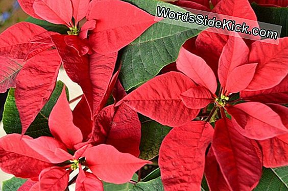 Poinsettia: Kalėdų Sezono Gėlė