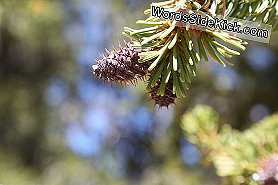 Bristlecone Pines: Fotoattēli Atklāj Dažus No Zemes Vecākajiem Organismiem