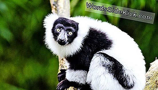 Lemurs Tiek Nosaukts Par Pasaules Visvairāk Apdraudētajiem Zīdītājiem