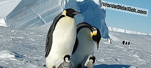 Antarktikas Pingvīni Atrod Izpētes Kameru, Rīkojieties, Lai Uzņemtu Glītākos Pašbildes