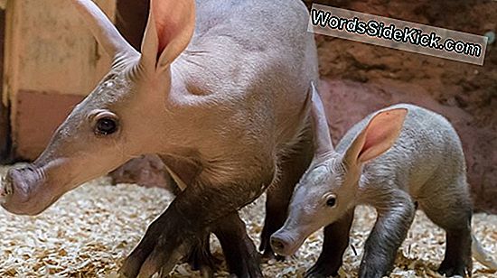 Aardvarks Var Badoties Nāvei Sasilšanas Pasaulē