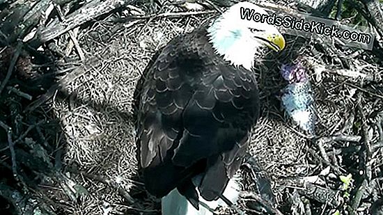 Eagle Cam! Urmăriți Un Baby Eagle Peep Și Mâncați În Timp Real
