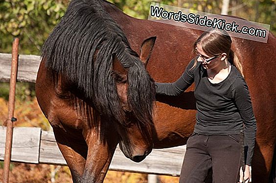 Zirgiem Ir Bijusi Iecelšana Zobārstniecībā Mongolijā Vairāk Nekā 3000 Gadu