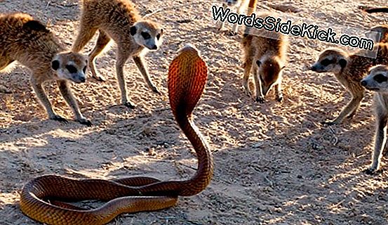 Hunting 101: Meerkats Teach Scorpion Dismemberment