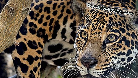 Jaguars 'Jachtpatronen Onthuld